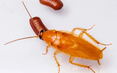 Cucarachas Alemanas