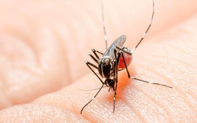 Enfermedad por el virus de Zika