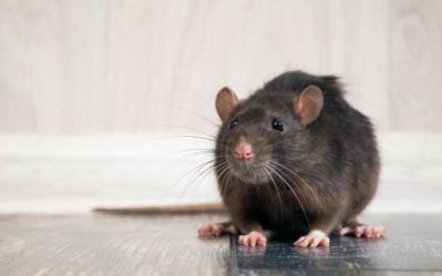 Coronavirus: ¿Por qué la pandemia está haciendo que las ratas tengan un comportamiento más agresivo?